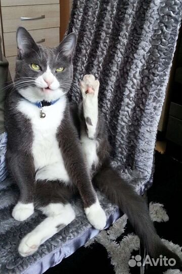 Кошка в дар