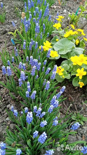 Эхиноцея., хелоне косая и т д