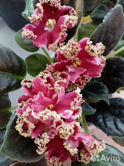 Фиалки. Пермь, Ферма, Горный, Фролы