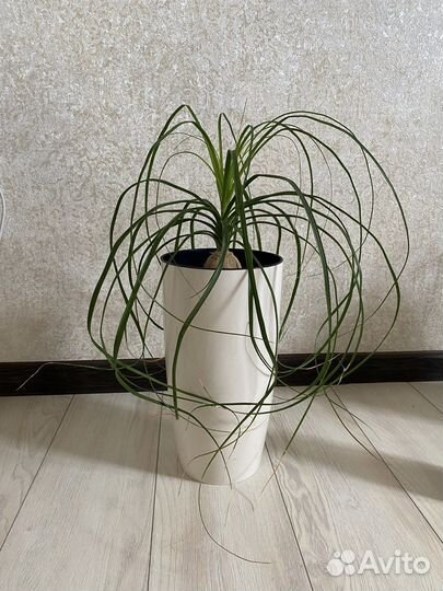 Бутылочное дерево нолина