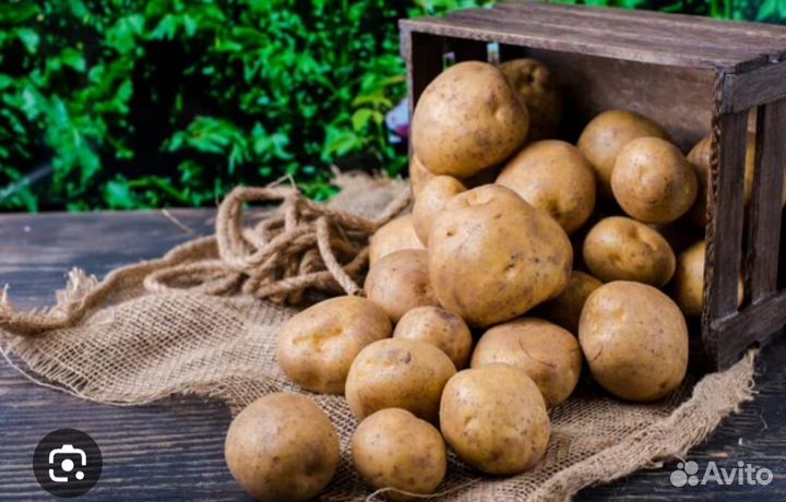 Картофель свежий