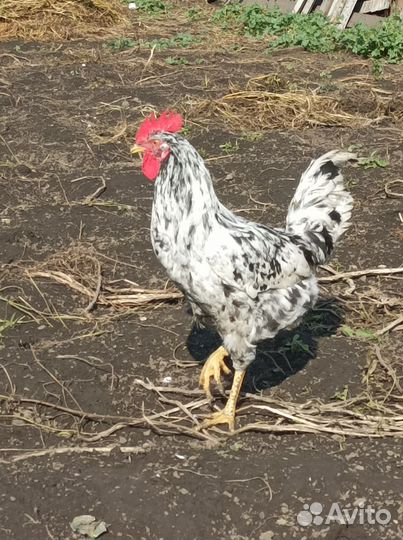 Петухи