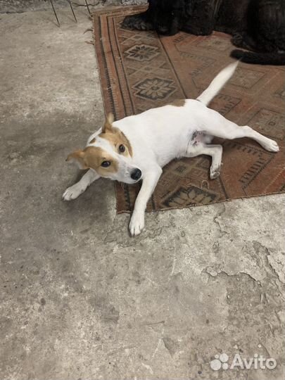 Вязка джек Рассел терьер