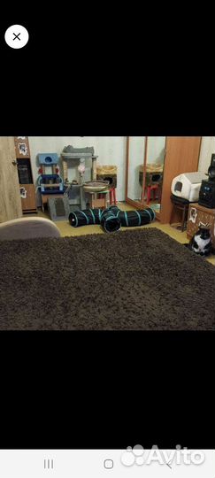 Передержка домашних кошек