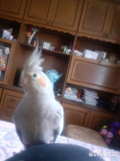 Попугай корелла с клеткой