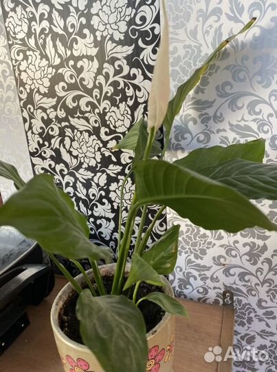 Спатифиллум