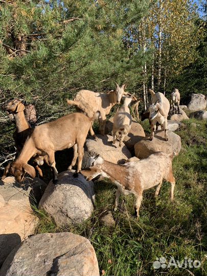 Овцы бараны ягнята