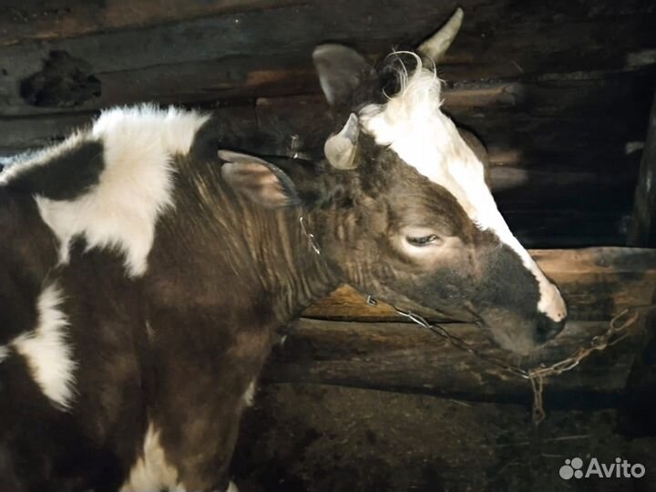 Телочки живьём