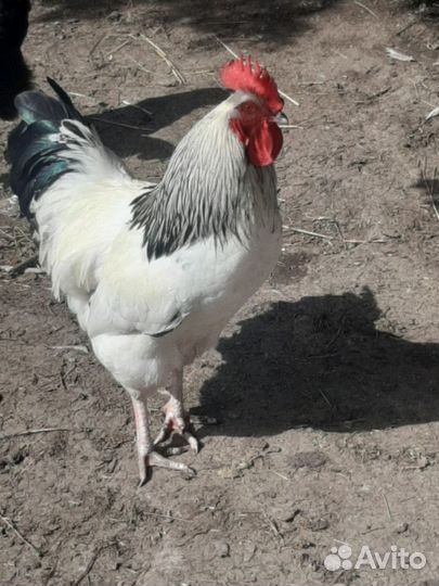 Петух
