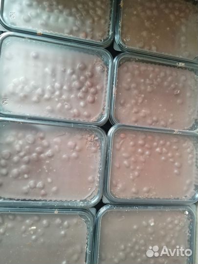 Шоколад, паста шоколадная