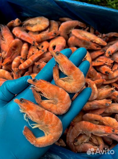 Оптом Креветки