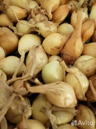 Лук севок многозачатковый семейный