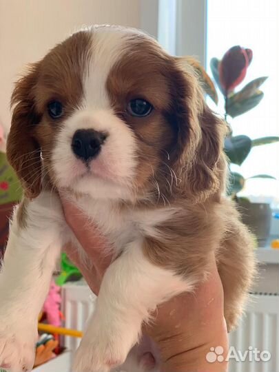 Кавалер кинг чарльз спаниель