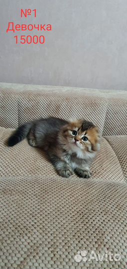 Шотландские котята