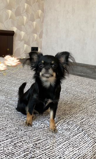 Чихуахуа девочка