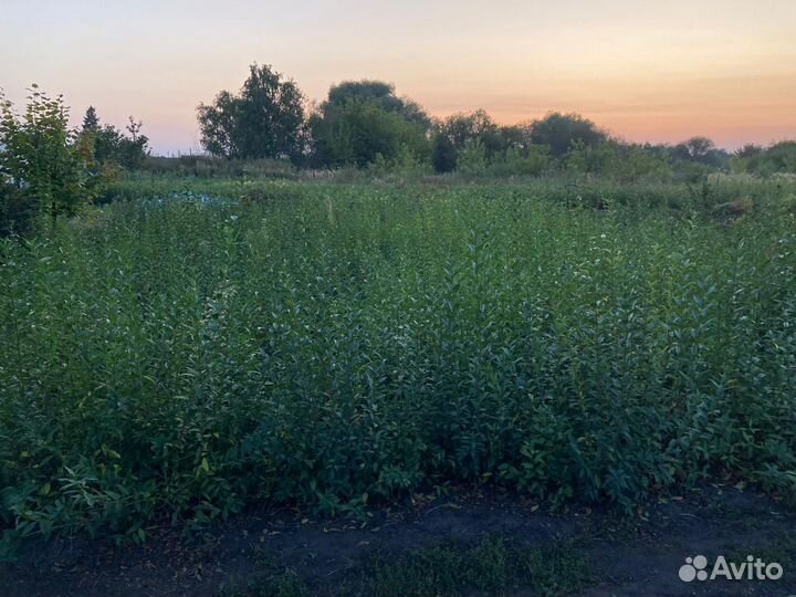 Живая Изгородь-Бирючина