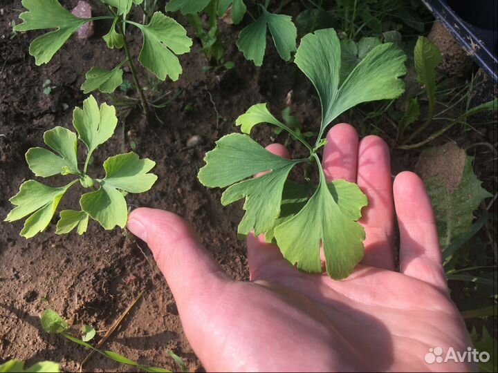 Гинкго двулопастный саженцы