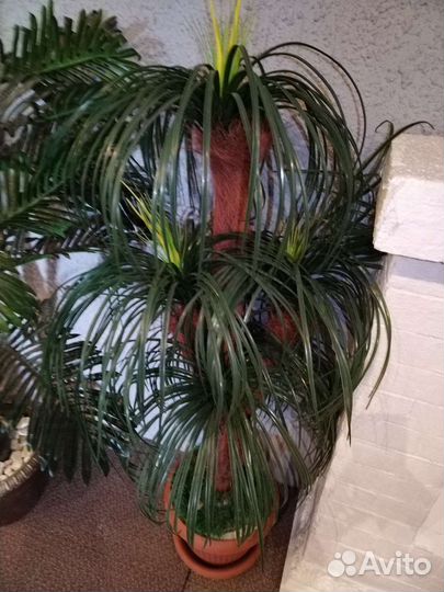 Большие искусственные растения