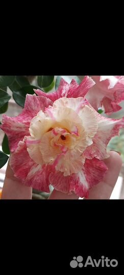 Адениум Beauty