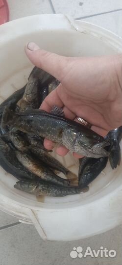 Живец для рыбалки Ротан