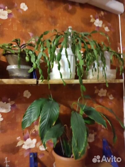 Комнатные цветы