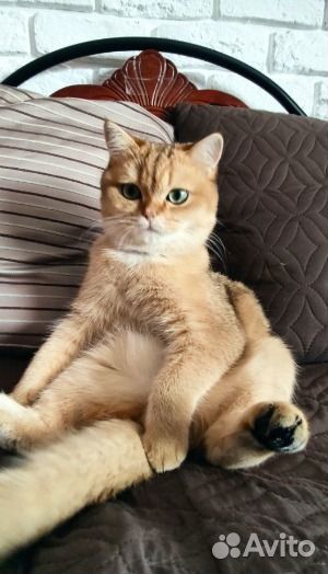 Шотландский кот на вязку