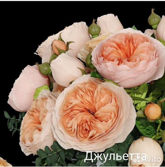 Саженцы роз