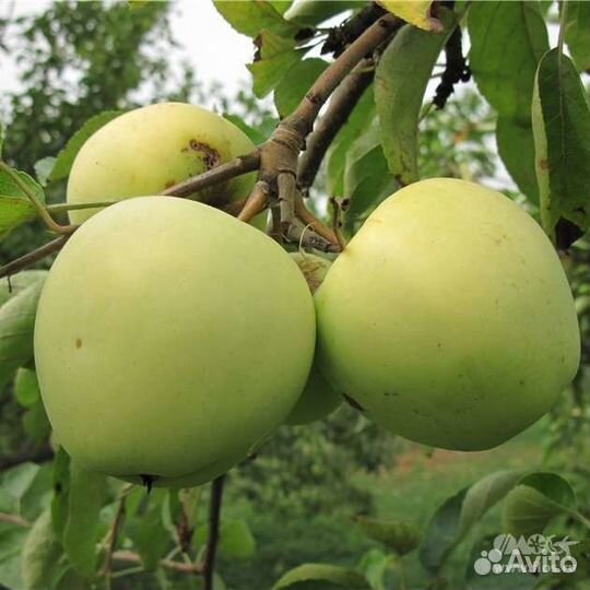 Венгерская сирень, обыкновенная и др кустарники