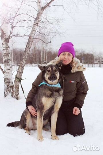 Собака Ариэль в добрые руки