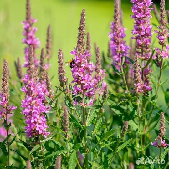 Многолетние садовые цветы 2