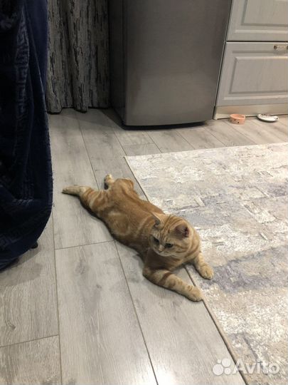 Шотландский кот вязка