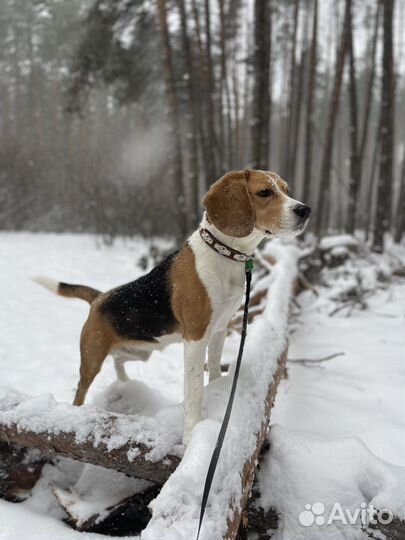 Бигль вязка