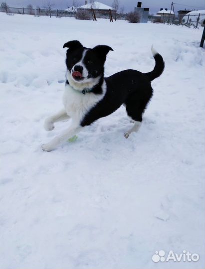 Щенок девочка