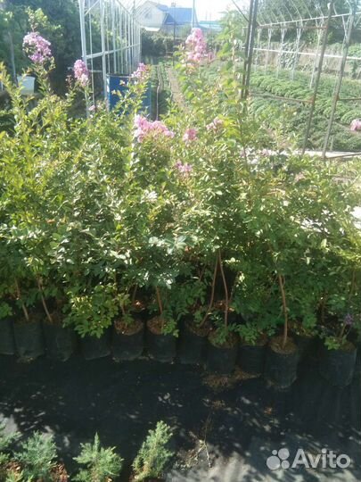 Лагерстремия