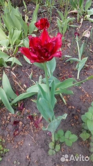 Саженцы, рассада