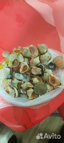 Крупные ракушки