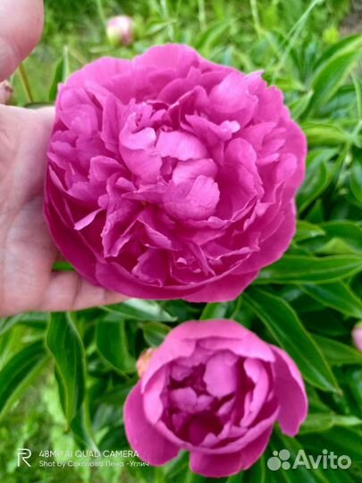 Продаю пионы