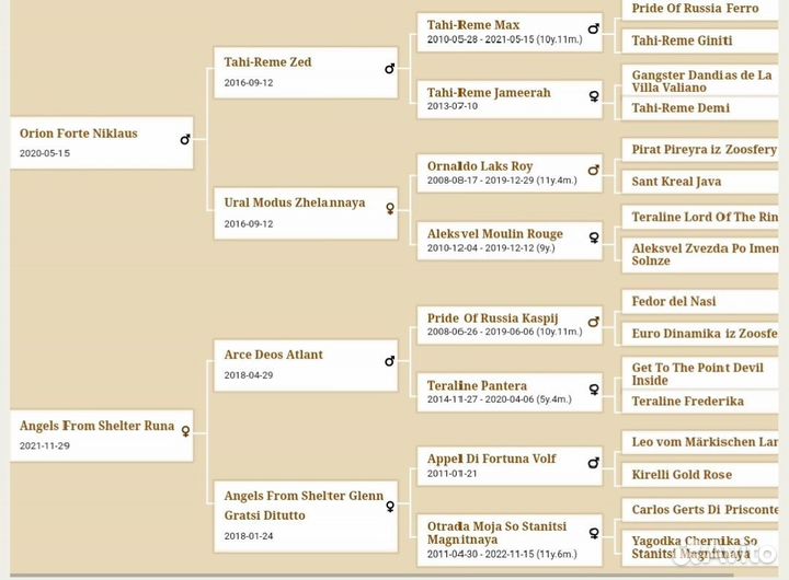 Щенки добермана