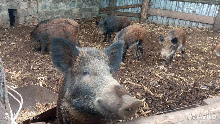 Продам кабана договор