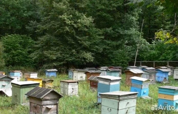 Мёд натуральный с Алтая опт. от 16кг