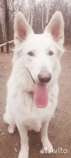 Красивый пес для фотосъёмки