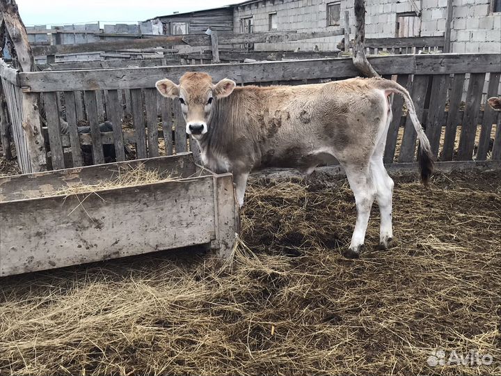 Телята бычки