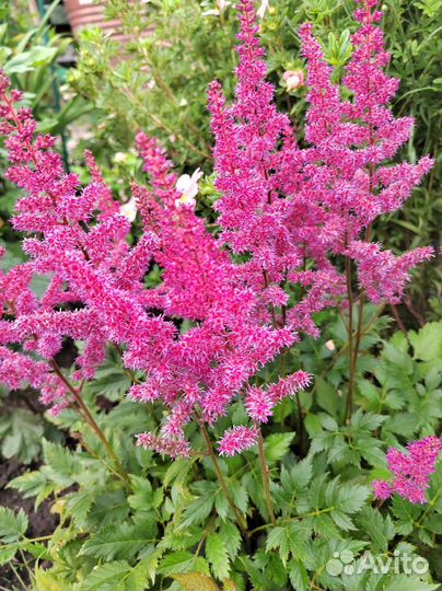 Садовые многолетние цветы