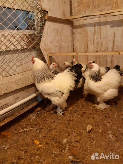 Инкубационное яйцо Брамы, Кохинхинов,мини леггорн