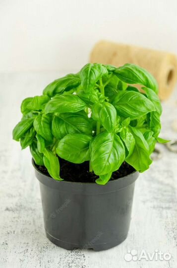Базилик зелёный рассада