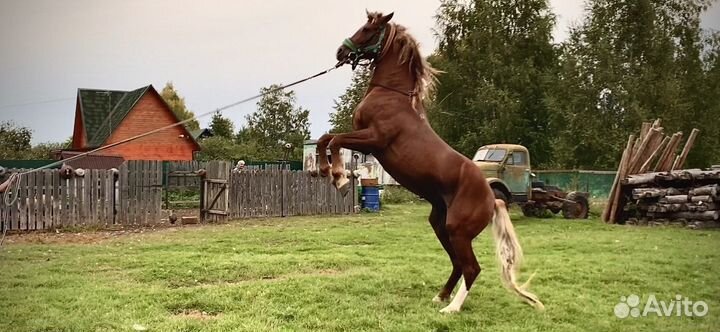 Жеребец орловский рысак