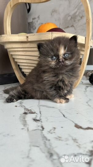 Кошка британская