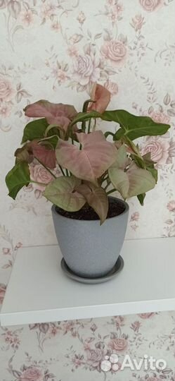 Сингониум неон