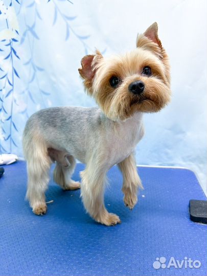 Груминг стрижка собак