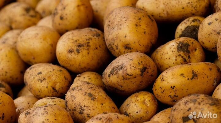 Продам картошку